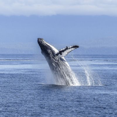 Whale Watching